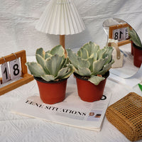 5'' Echeveria Moon River Variegated, Rare Live Succulent Plants