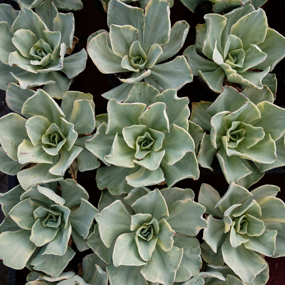 5'' Echeveria Moon River Variegated, Rare Live Succulent Plants