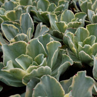 5'' Echeveria Moon River Variegated, Rare Live Succulent Plants