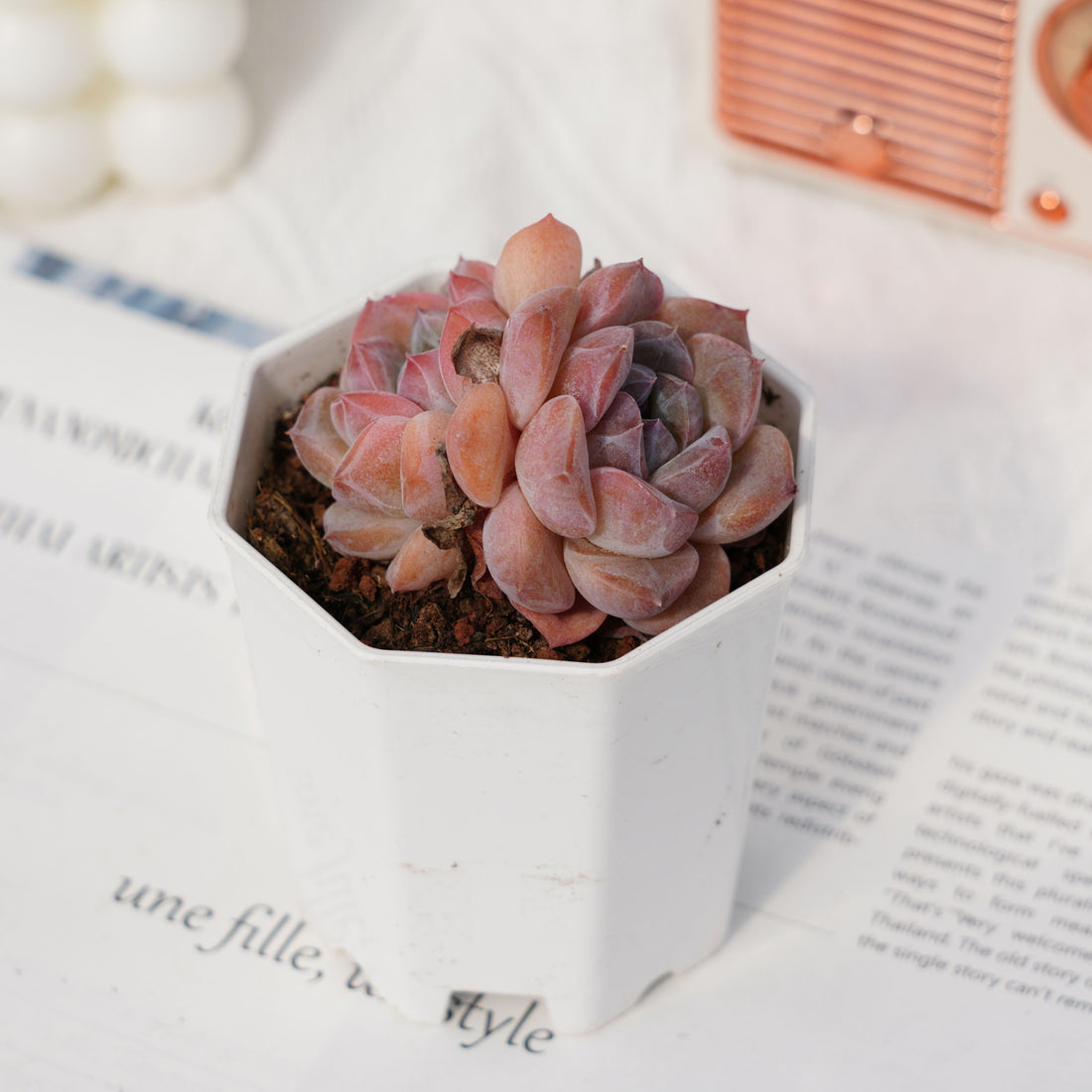 2.5'' Echeveria Rock Sugar Crystals, Rare Live Succulent Plants