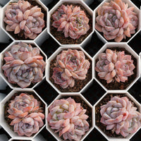 2.5'' Echeveria Rock Sugar Crystals, Rare Live Succulent Plants