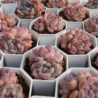2.5'' Echeveria Rock Sugar Crystals, Rare Live Succulent Plants