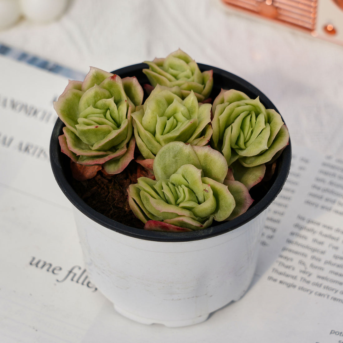 4'' Echeveria Ice Rose Variegated, Rare Live Succulent Plants