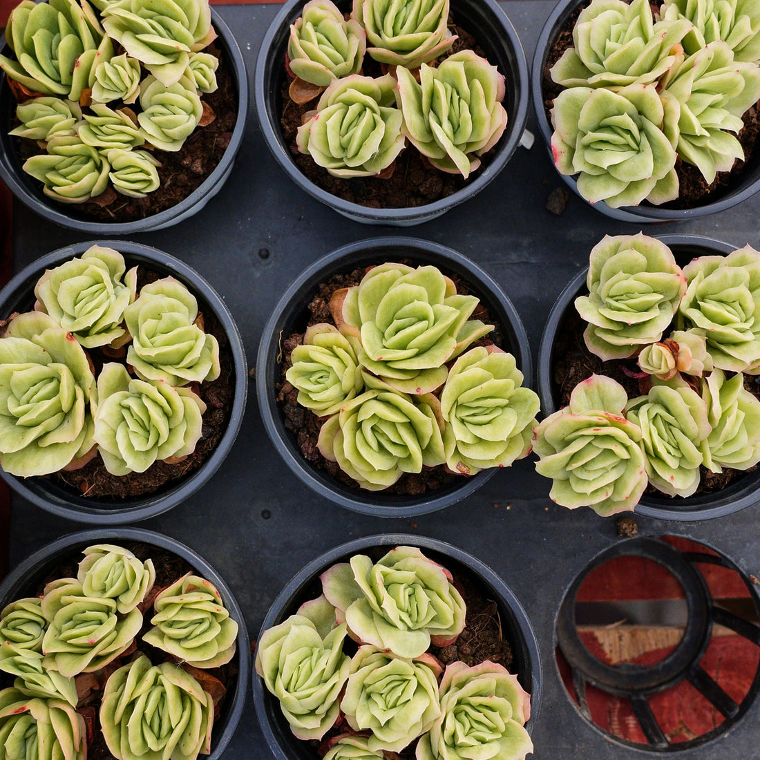 4'' Echeveria Ice Rose Variegated, Rare Live Succulent Plants