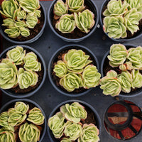 4'' Echeveria Ice Rose Variegated, Rare Live Succulent Plants