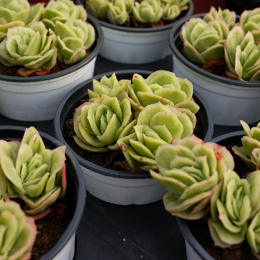 4'' Echeveria Ice Rose Variegated, Rare Live Succulent Plants