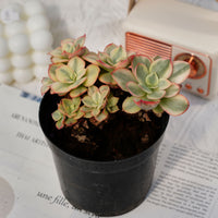 5'' Echeveria Suyon Variegated, Rare Live Succulent Plants