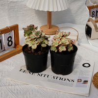 5'' Echeveria Suyon Variegated, Rare Live Succulent Plants