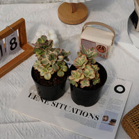 5'' Echeveria Suyon Variegated, Rare Live Succulent Plants
