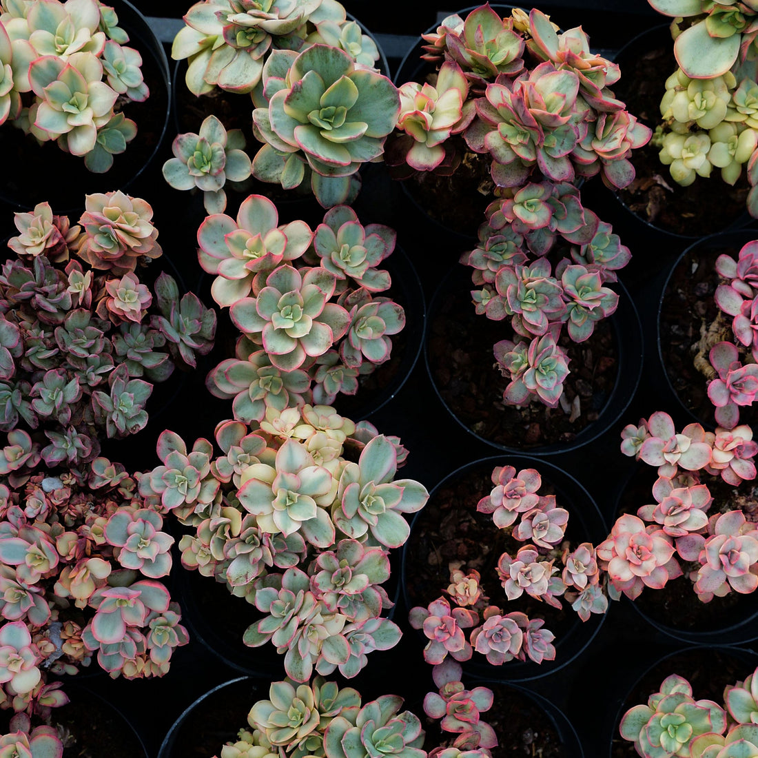 5'' Echeveria Suyon Variegated, Rare Live Succulent Plants