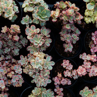 5'' Echeveria Suyon Variegated, Rare Live Succulent Plants