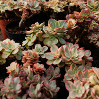 5'' Echeveria Suyon Variegated, Rare Live Succulent Plants