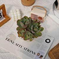 6'' Echeveria White Rose, Rare Live Succulent Plants