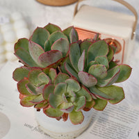6'' Echeveria White Rose, Rare Live Succulent Plants