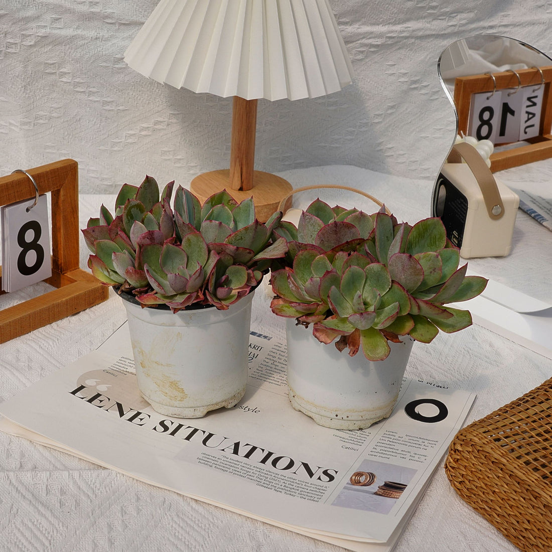 6'' Echeveria White Rose, Rare Live Succulent Plants