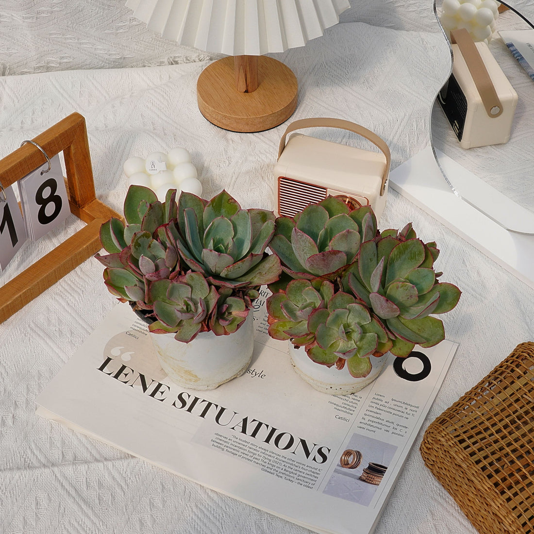 6'' Echeveria White Rose, Rare Live Succulent Plants