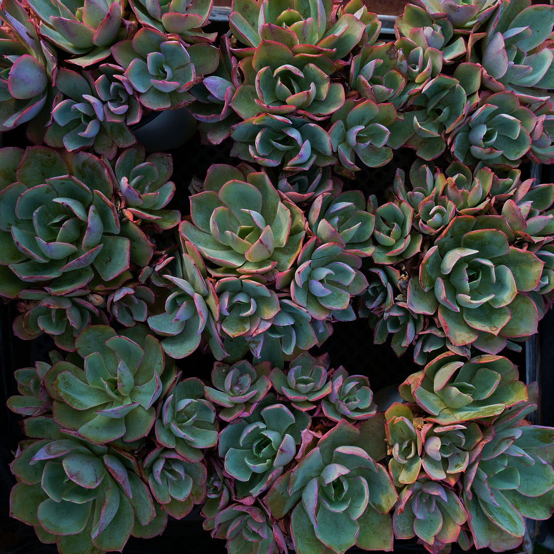 6'' Echeveria White Rose, Rare Live Succulent Plants