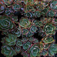 6'' Echeveria White Rose, Rare Live Succulent Plants