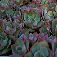 6'' Echeveria White Rose, Rare Live Succulent Plants