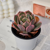 4'' Echeveria Imbricata Variegated, Rare Live Succulent Plants