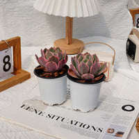 4'' Echeveria Imbricata Variegated, Rare Live Succulent Plants