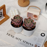 4'' Echeveria Imbricata Variegated, Rare Live Succulent Plants