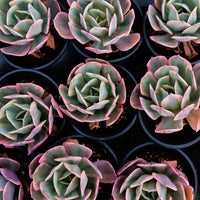 4'' Echeveria Imbricata Variegated, Rare Live Succulent Plants