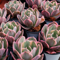 4'' Echeveria Imbricata Variegated, Rare Live Succulent Plants