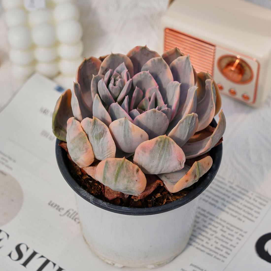 5'' Echeveria Ruyonii Variegated, Rare Live Succulent Plants