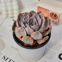 5'' Echeveria Ruyonii Variegated, Rare Live Succulent Plants