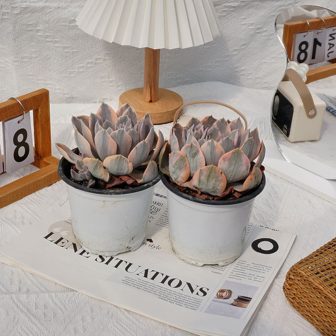 5'' Echeveria Ruyonii Variegated, Rare Live Succulent Plants