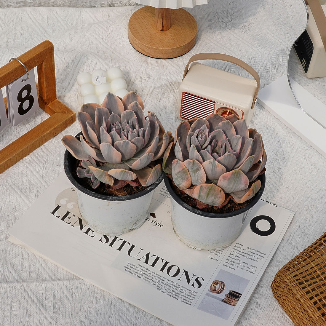 5'' Echeveria Ruyonii Variegated, Rare Live Succulent Plants