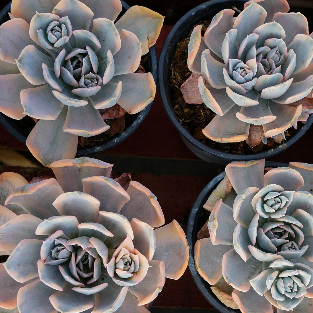 5'' Echeveria Ruyonii Variegated, Rare Live Succulent Plants