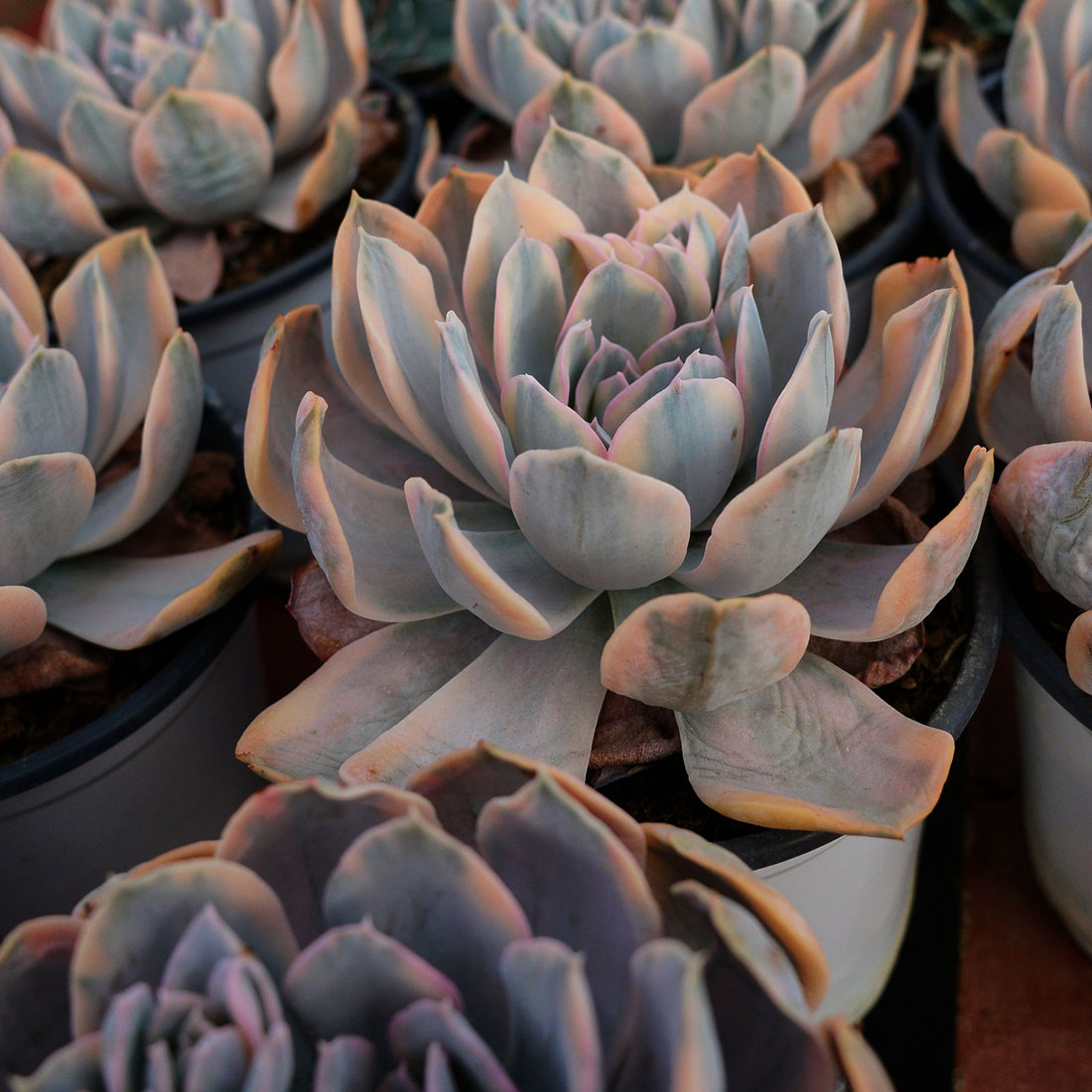 5'' Echeveria Ruyonii Variegated, Rare Live Succulent Plants
