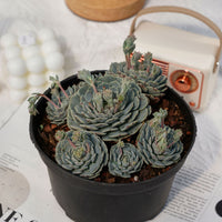 6'' Echeveria Pinwheel, Rare Live Succulent Plants