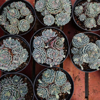 6'' Echeveria Pinwheel, Rare Live Succulent Plants