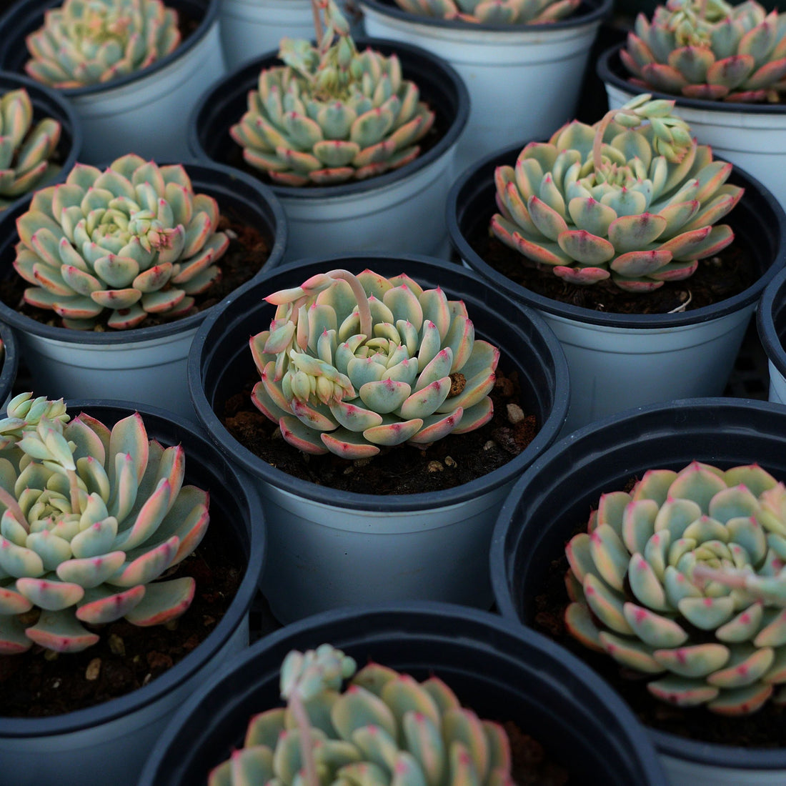 3'' Echeveria Minima Variegated, Rare Live Succulent Plants