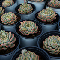 3'' Echeveria Minima Variegated, Rare Live Succulent Plants