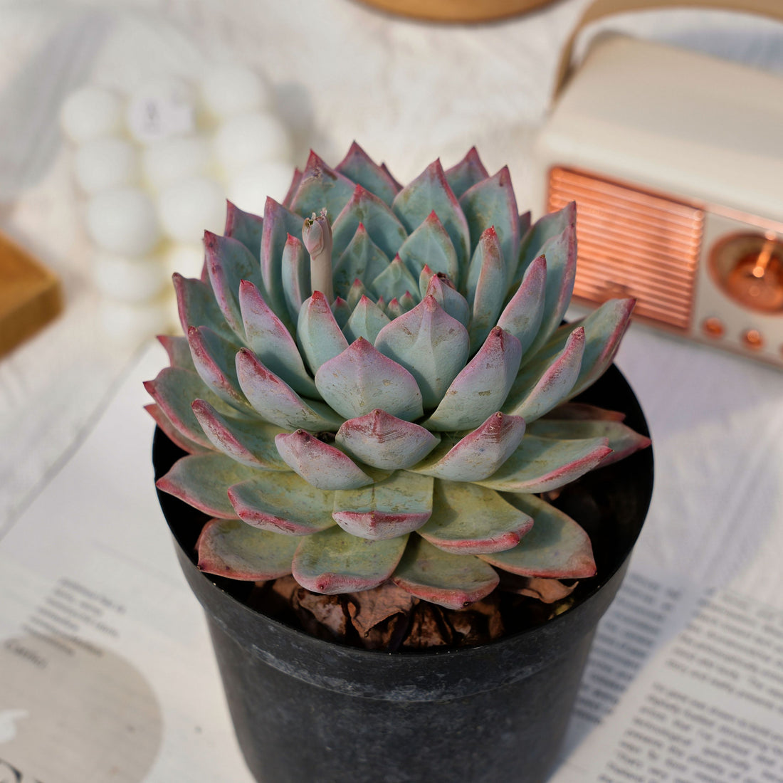 5'' Echeveria Blue Bird, Rare Live Succulent Plants