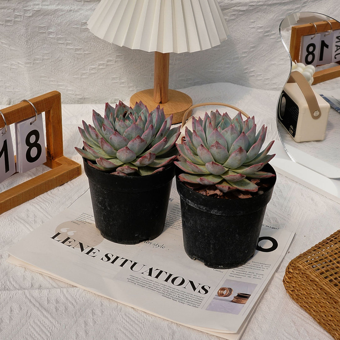 5'' Echeveria Blue Bird, Rare Live Succulent Plants