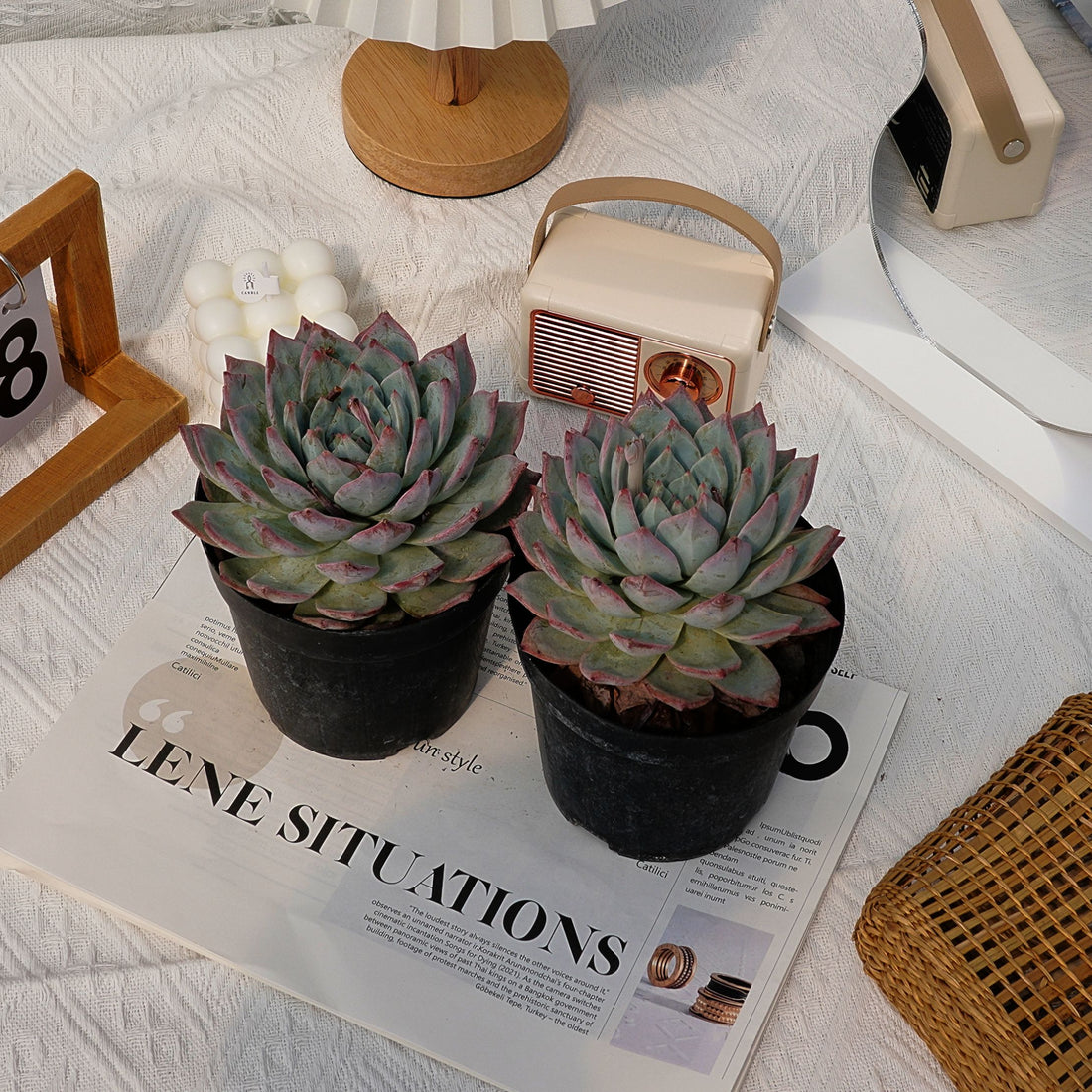 5'' Echeveria Blue Bird, Rare Live Succulent Plants