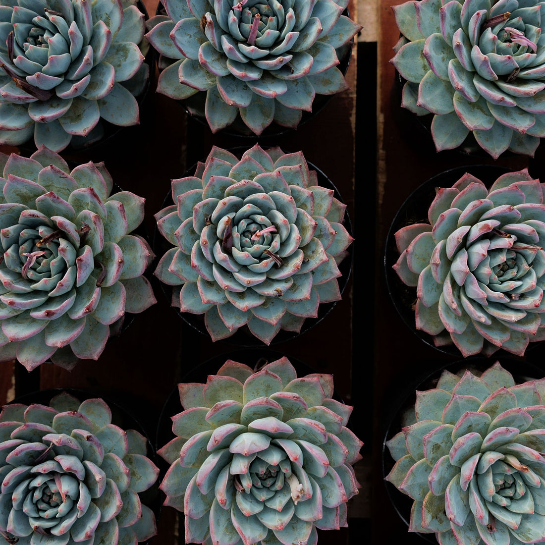 5'' Echeveria Blue Bird, Rare Live Succulent Plants