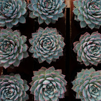 5'' Echeveria Blue Bird, Rare Live Succulent Plants