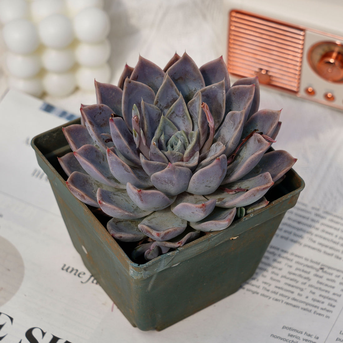 5'' Echeveria Tynie Burger, Rare Live Succulent Plants