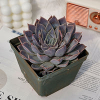 5'' Echeveria Tynie Burger, Rare Live Succulent Plants
