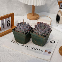 5'' Echeveria Tynie Burger, Rare Live Succulent Plants