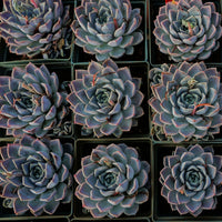 5'' Echeveria Tynie Burger, Rare Live Succulent Plants