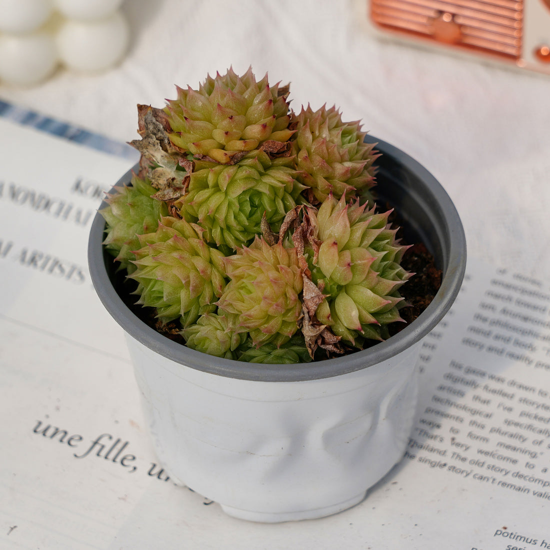4'' Echeveria Malgan, Rare Live Succulent Plants