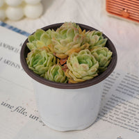 4'' Graptoveria Rose Queen Variegated, Rare Live Succulent Plants