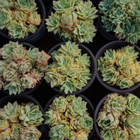 4'' Graptoveria Rose Queen Variegated, Rare Live Succulent Plants